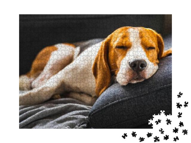 Adorable Beagle Hound in Bright Interior Background. a Pe... Jigsaw Puzzle with 1000 pieces