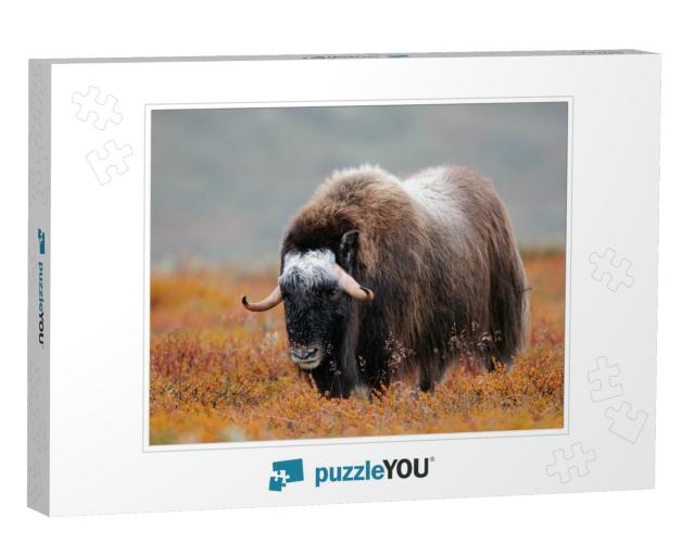 Musk Ox in a Autumn Landscape, Dovrefjell, Norway, Ovibos... Jigsaw Puzzle