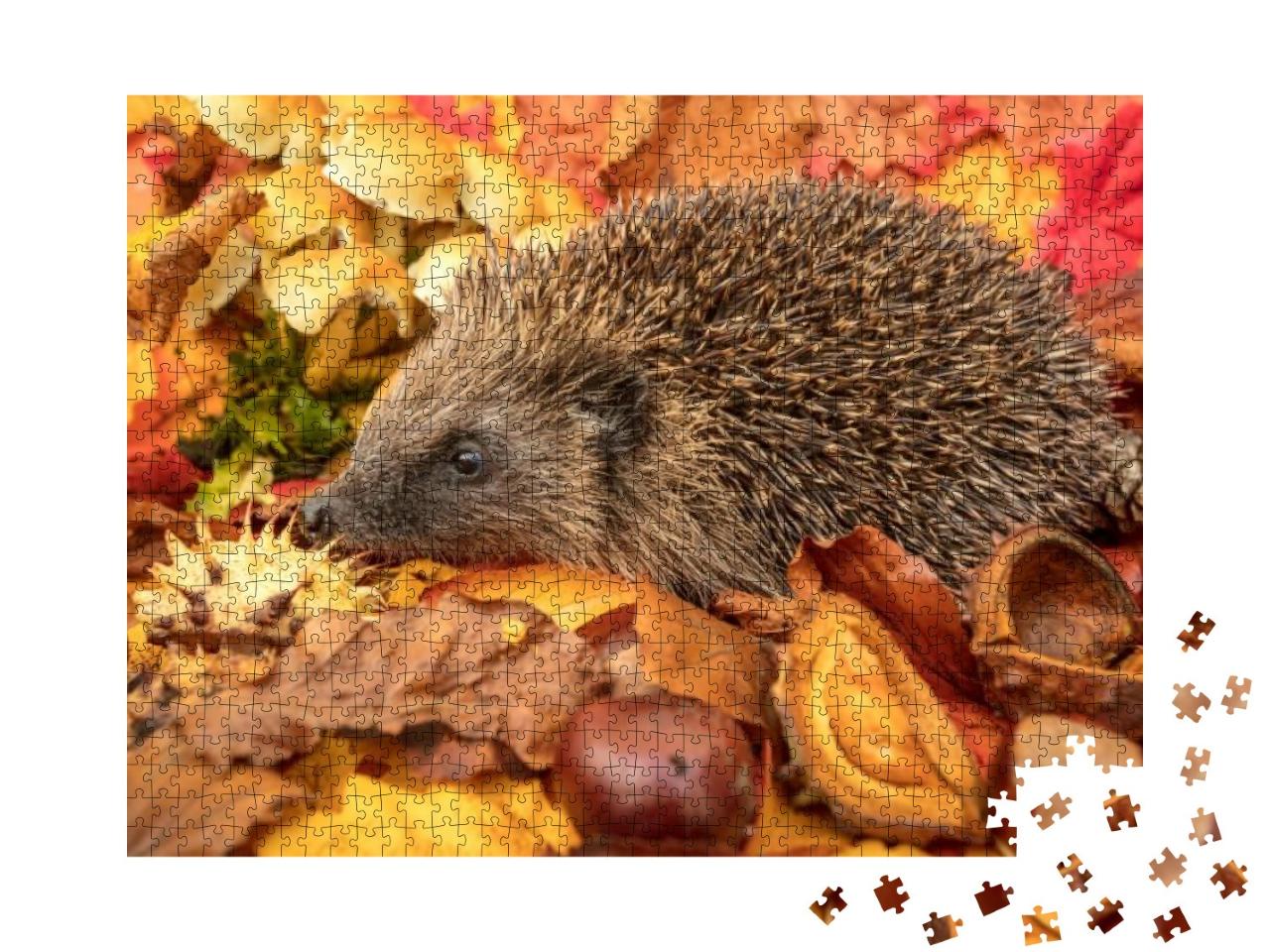 Hedgehog, Scientific Name Erinaceus Europaeus Native, Wil... Jigsaw Puzzle with 1000 pieces