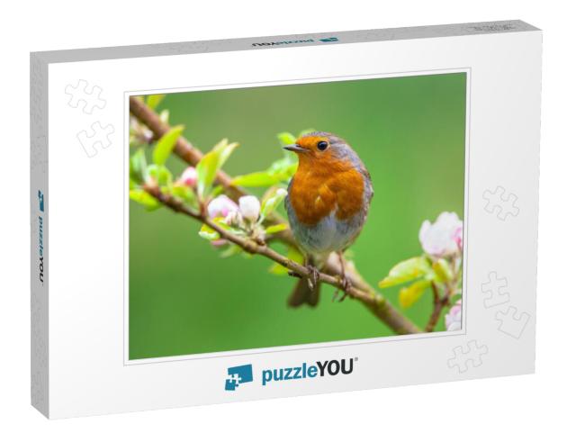 A Red Robin Erithacus Rubecula in Between White Fruit Blo... Jigsaw Puzzle