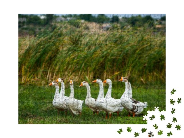 White Goose. Swimming Geese. Domestic Geese Swim in the P... Jigsaw Puzzle with 1000 pieces