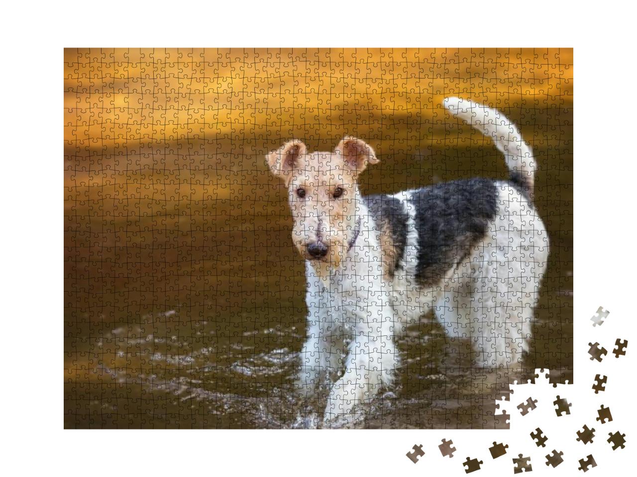 Wire Haired Fox-Terrier in Studio... Jigsaw Puzzle with 1000 pieces