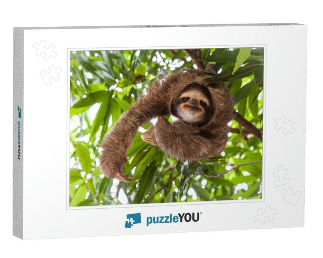 The Sloth on the Tree... Jigsaw Puzzle
