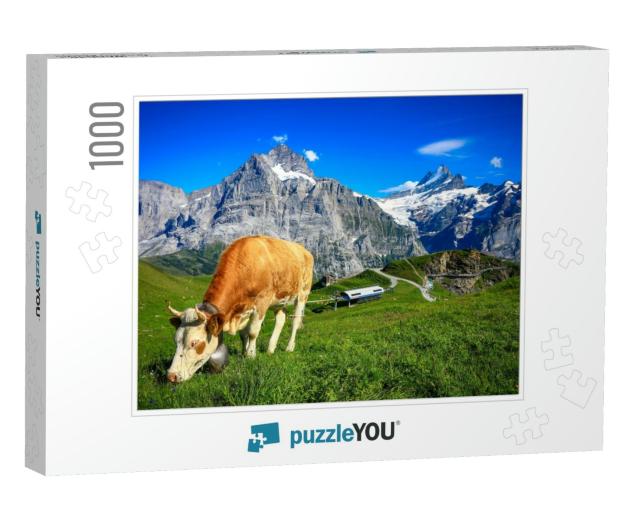 The Cow Stand on Green Grass Field At Grindelwald Fist... Jigsaw Puzzle with 1000 pieces