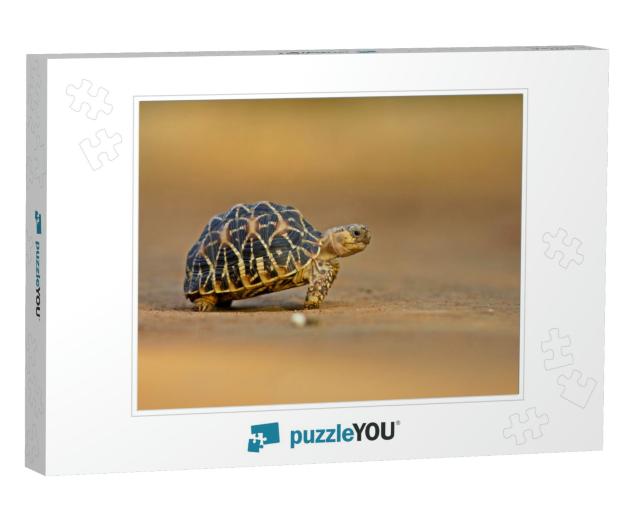 Indian Star Tortoise Side Pose... Jigsaw Puzzle