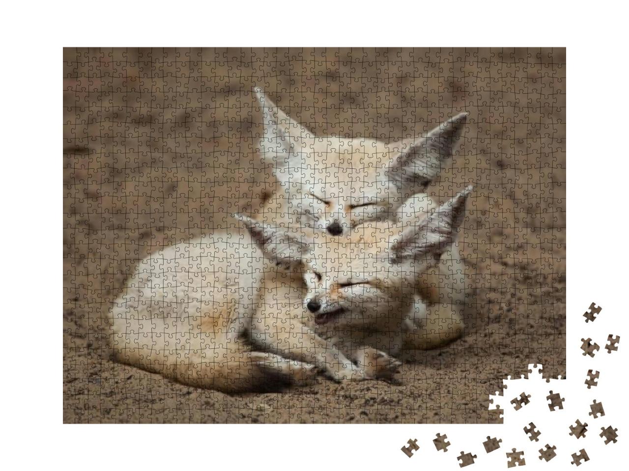 Fennec Foxes Vulpes Zerda. Wildlife Animal... Jigsaw Puzzle with 1000 pieces