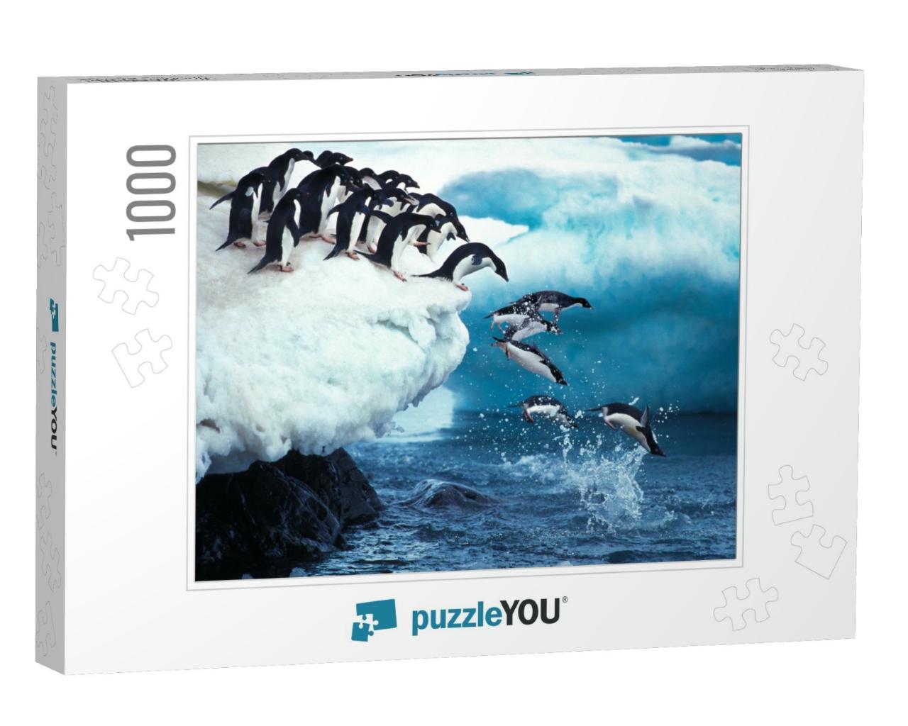 Adelie Penguin, Pygoscelis Adeliae, Group Leaping Into Oc... Jigsaw Puzzle with 1000 pieces