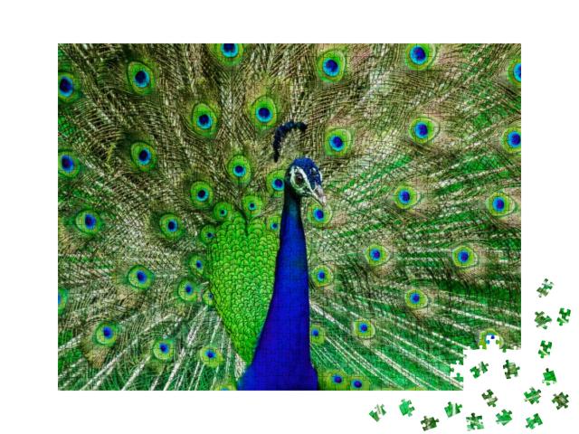 Hues of a Peacock in the Wild... Jigsaw Puzzle with 1000 pieces