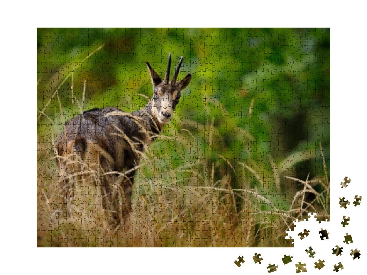 Chamois, Rupicapra Rupicapra, on the Rocky Hill, Forest i... Jigsaw Puzzle with 1000 pieces