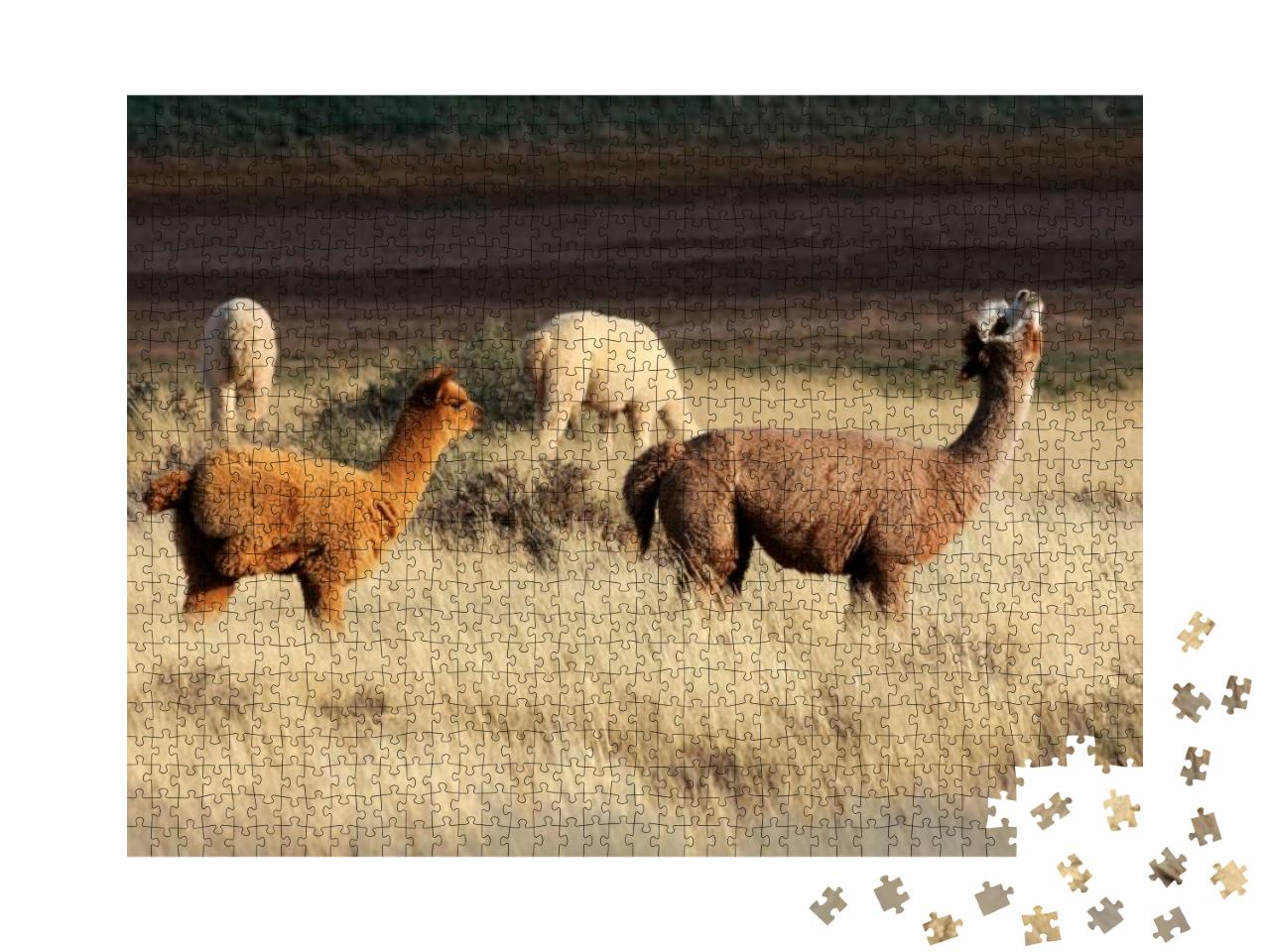 Alpacas Vicugna Pacos, Domesticated Species of South Amer... Jigsaw Puzzle with 1000 pieces