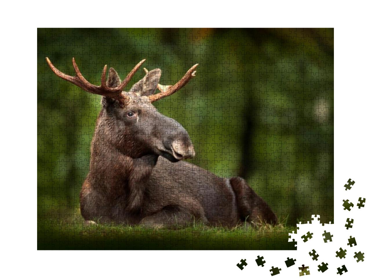 Elk or Moose, Alces Alces in the Dark Forest During Rainy... Jigsaw Puzzle with 1000 pieces
