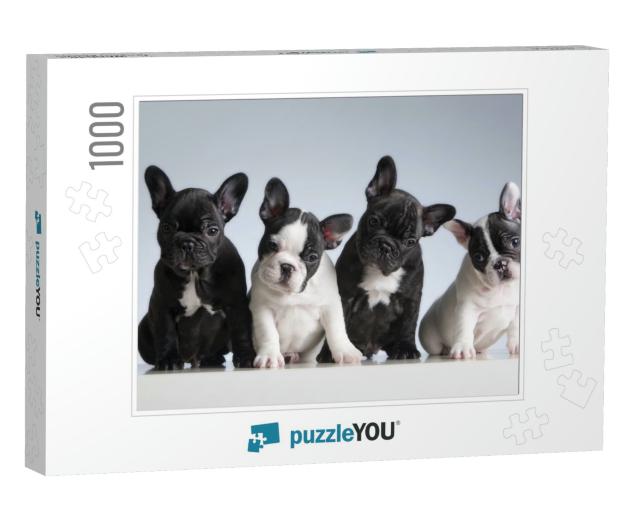 Four French Bulldogs. Studio Shot... Jigsaw Puzzle with 1000 pieces