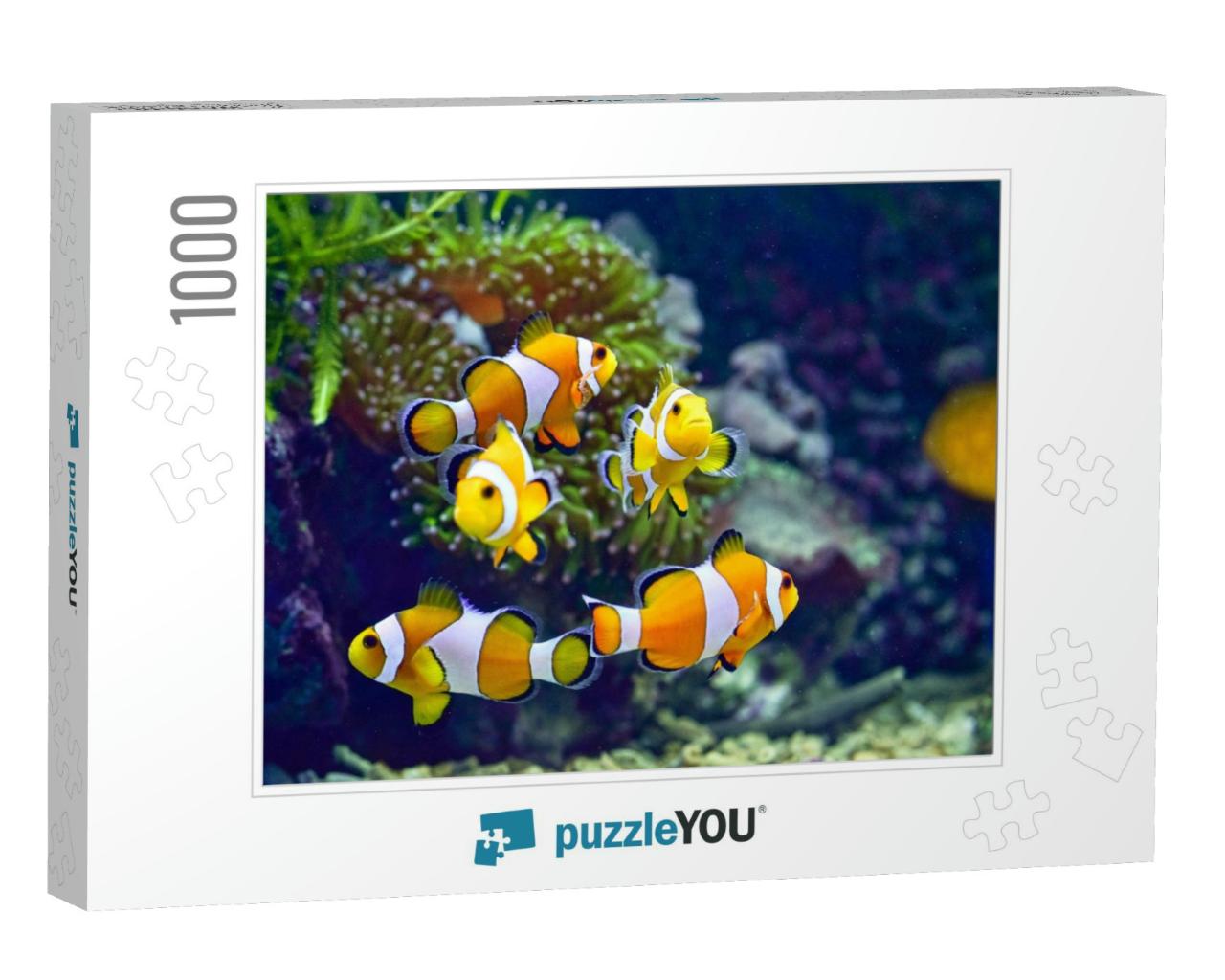 Clownfish or Better Known as Clown Fish Are Fish from the... Jigsaw Puzzle with 1000 pieces