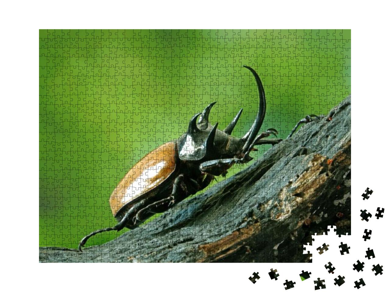 Five-Horned Rhinoceros Beetle Eupatorus Gracilicornis Als... Jigsaw Puzzle with 1000 pieces