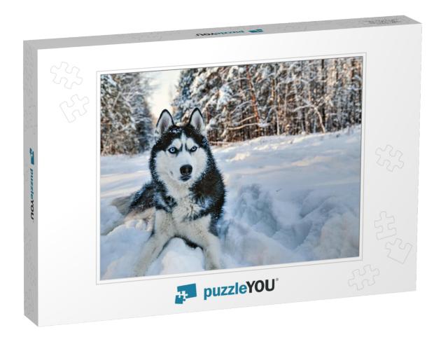 Husky Dog Lying in the Snow. Black & White Siberian Husky... Jigsaw Puzzle