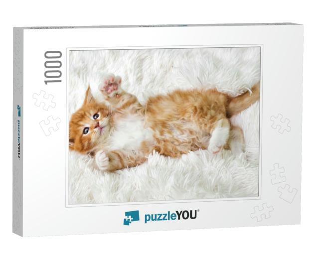 Little Cute Kitten Maine Coon Looks Up... Jigsaw Puzzle with 1000 pieces