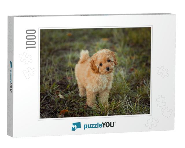 Little Brown Poodle. Small Puppy of Toy Poodle Breed. Cut... Jigsaw Puzzle with 1000 pieces