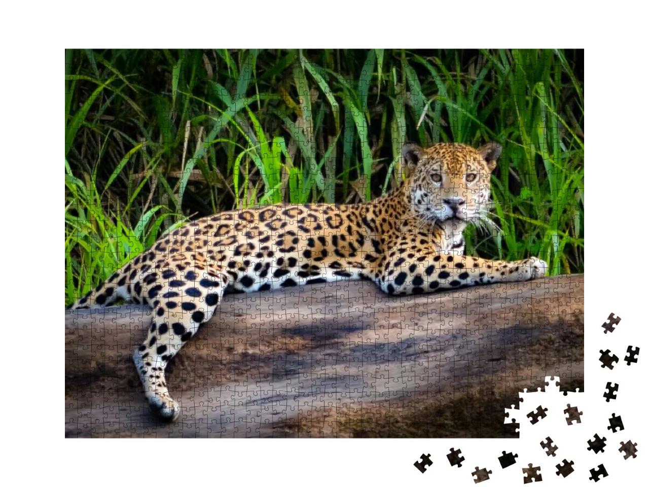 A Jaguar Relaxes on a Tree Trunk on the Banks of the Tamb... Jigsaw Puzzle with 1000 pieces