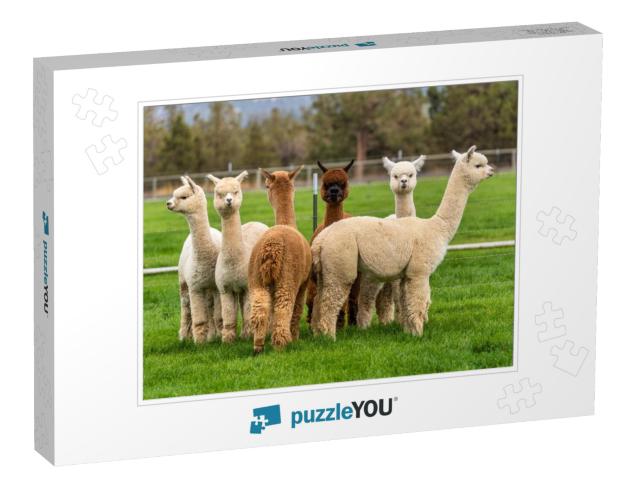 Alpacas on a Ranch on a Farm in a Field in Oregon... Jigsaw Puzzle