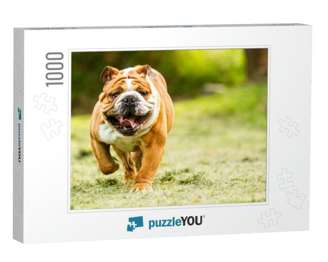 Bulldog English Run Pet Funny Training Move Power Purebre... Jigsaw Puzzle with 1000 pieces