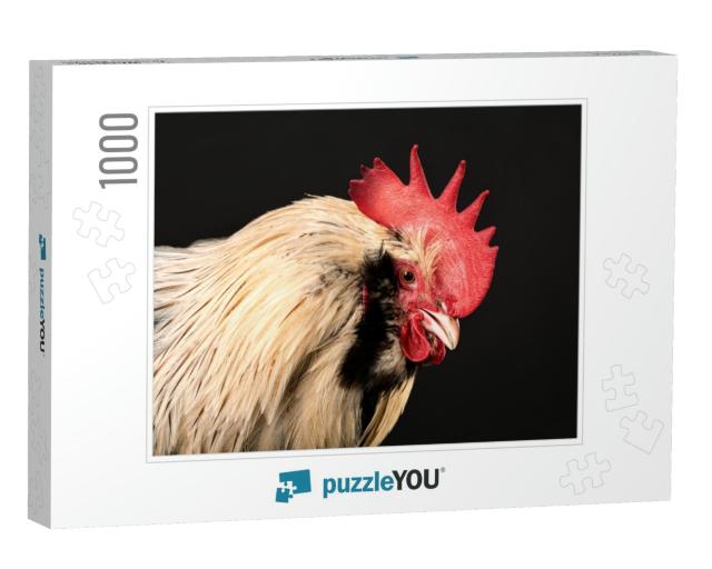 Close-Up Portrait of a Rooster Isolated on a Black Backgr... Jigsaw Puzzle with 1000 pieces