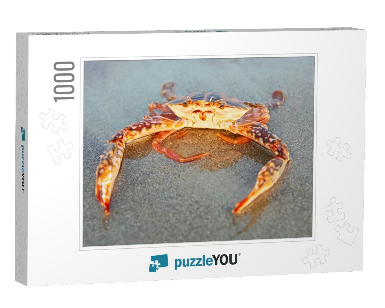 Funny Red Crab Sitting on the Sand Taken in Goa, India... Jigsaw Puzzle with 1000 pieces