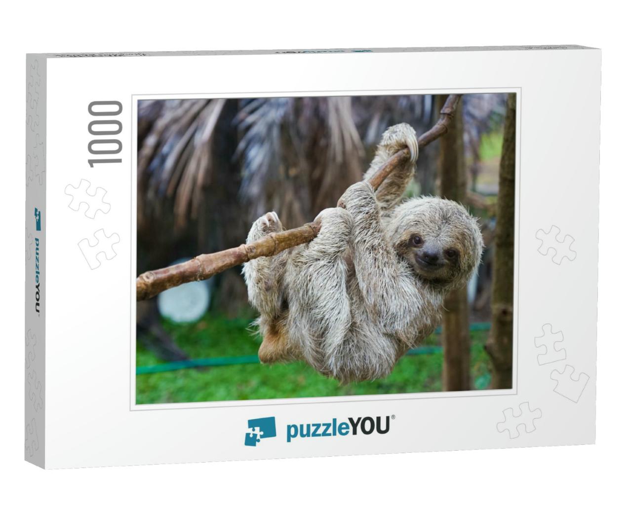 Sloths in Rescue Centre in Costa Rica San Jose... Jigsaw Puzzle with 1000 pieces