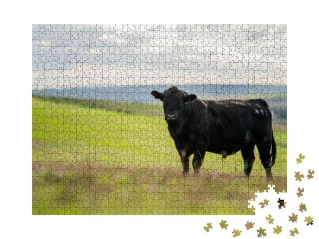 Beautiful Cattle in Australia Eating Grass & Hay... Jigsaw Puzzle with 1000 pieces