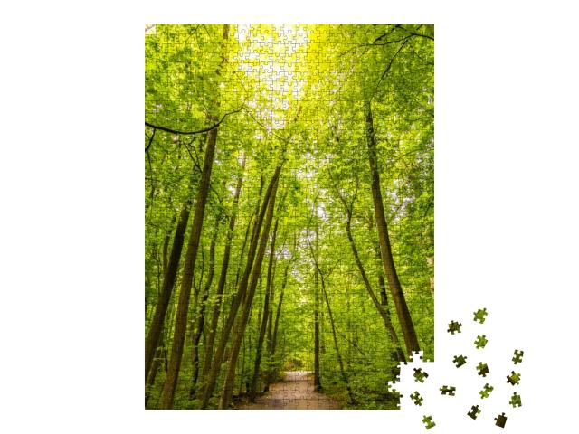 Trail in the Primeval Beech Forests of Hainich National P... Jigsaw Puzzle with 1000 pieces