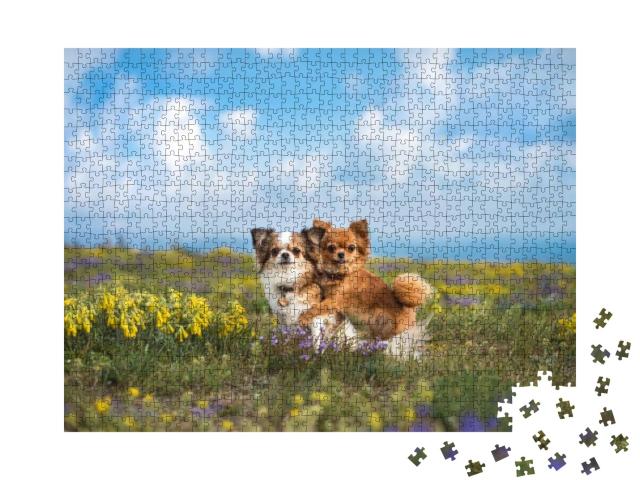 Chihuahua on the Green Field... Jigsaw Puzzle with 1000 pieces