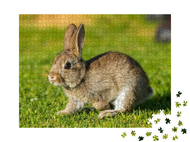 Jack Rabbit Hare While Looking At You on Grass Background... Jigsaw Puzzle with 1000 pieces