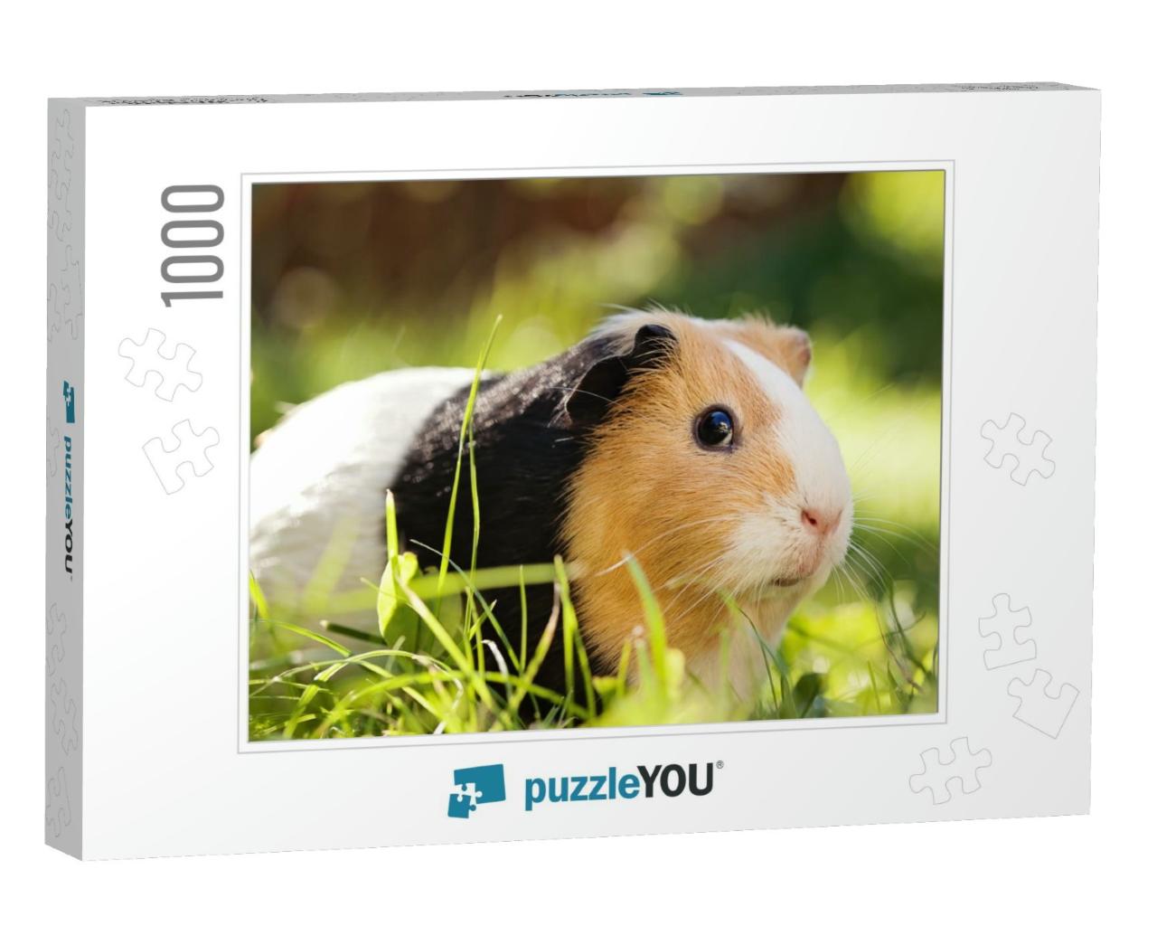 Guinea Pig Cavia Porcellus is a Popular Household Pet... Jigsaw Puzzle with 1000 pieces