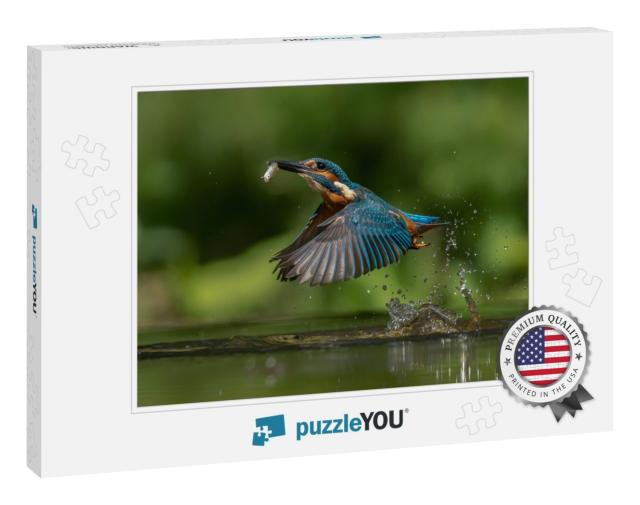 Common European Kingfisher Alcedo Atthis. Kingfisher Flyi... Jigsaw Puzzle