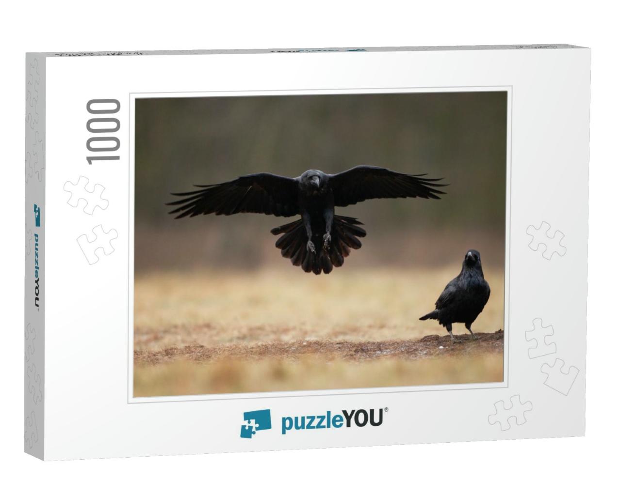 Common Raven, Corvus Corax, Northern Raven... Jigsaw Puzzle with 1000 pieces