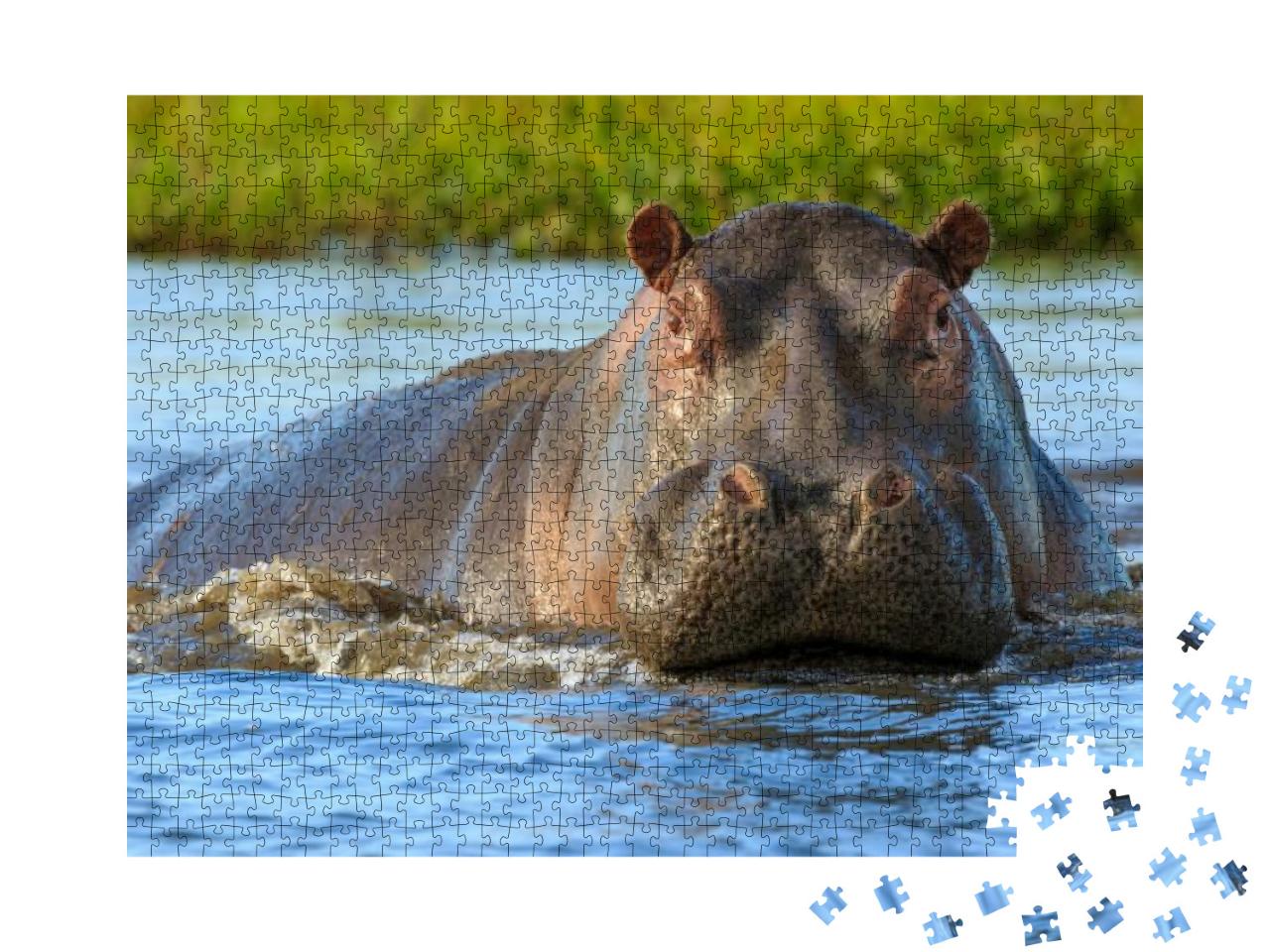 Hippopotamus Hippos in Liwonde N. P. - Malawi... Jigsaw Puzzle with 1000 pieces