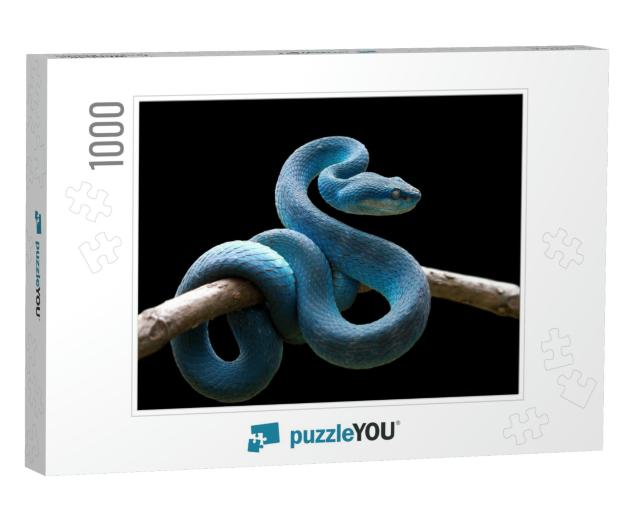 Blue Viper Snake on Branch, Viper Snake, Blue Insularis... Jigsaw Puzzle with 1000 pieces