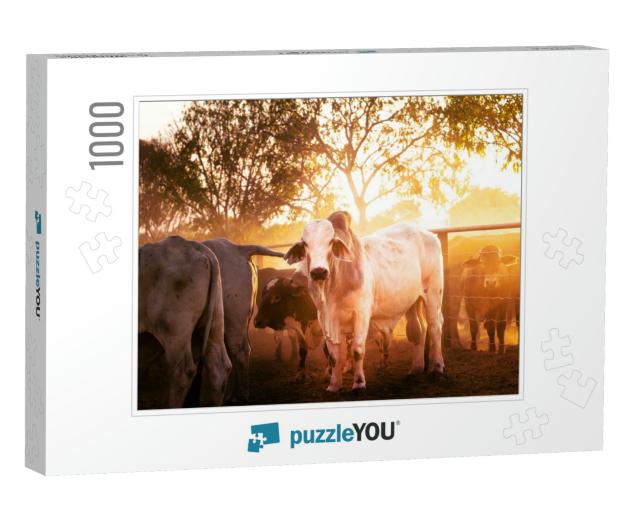 The Bulls in the Yards on a Remote Cattle Station in Nort... Jigsaw Puzzle with 1000 pieces