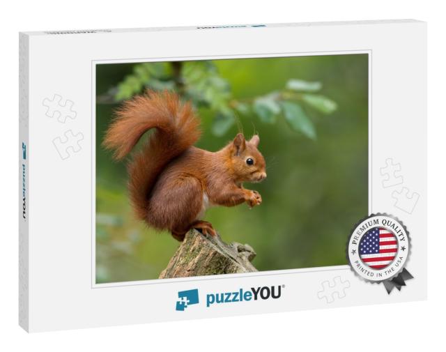 Red Squirrel... Jigsaw Puzzle