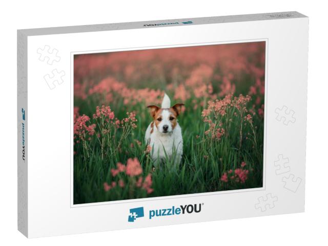 Portrait of a Little Jack Russell Terrier in the Colors o... Jigsaw Puzzle