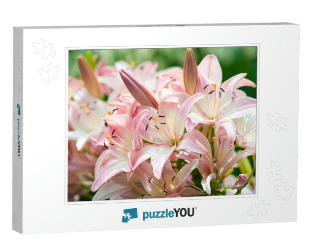 Lilies Lilium Lily - Flowers Are Large, Often Fragrant &... Jigsaw Puzzle