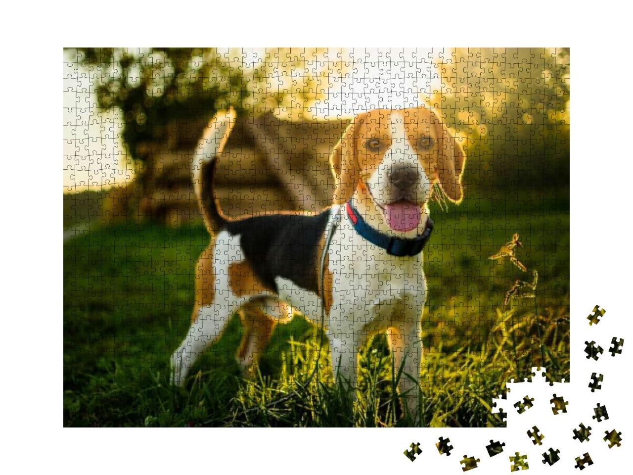 Dog Portrait Back Lit Background. Beagle with Tongue Out... Jigsaw Puzzle with 1000 pieces