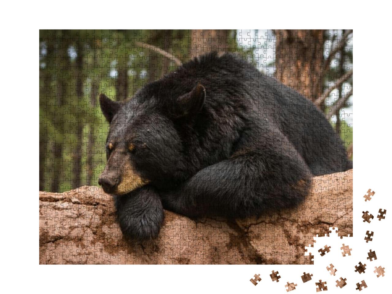 Lazy Bear on a Log... Jigsaw Puzzle with 1000 pieces