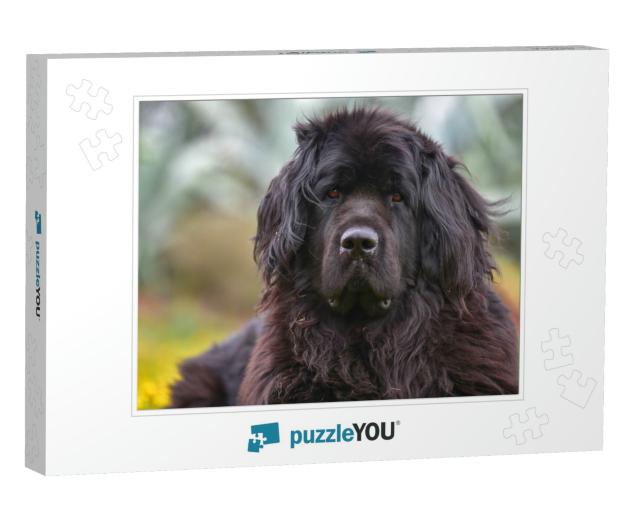 Newfoundland Terre Nerve... Jigsaw Puzzle