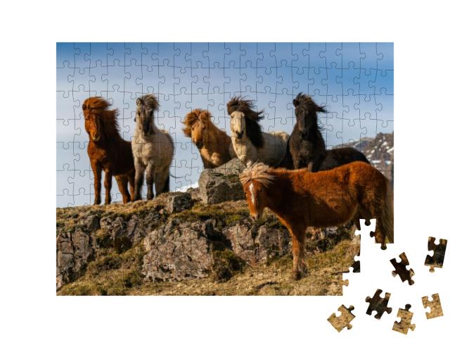 Icelandic Horses. the Icelandic Horse is a Breed of Horse... Jigsaw Puzzle with 200 pieces