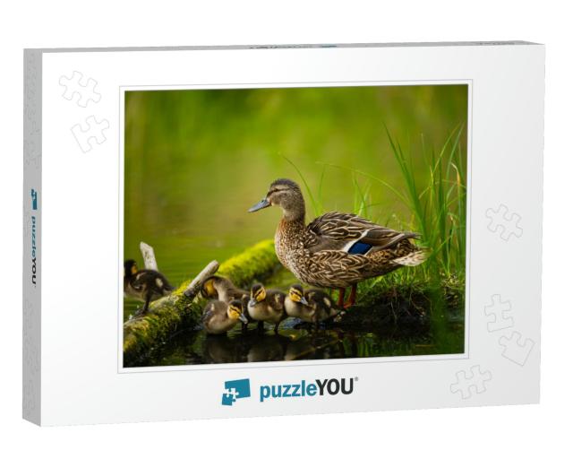 Mallard Female with Little Ducklings in a Living Nature o... Jigsaw Puzzle