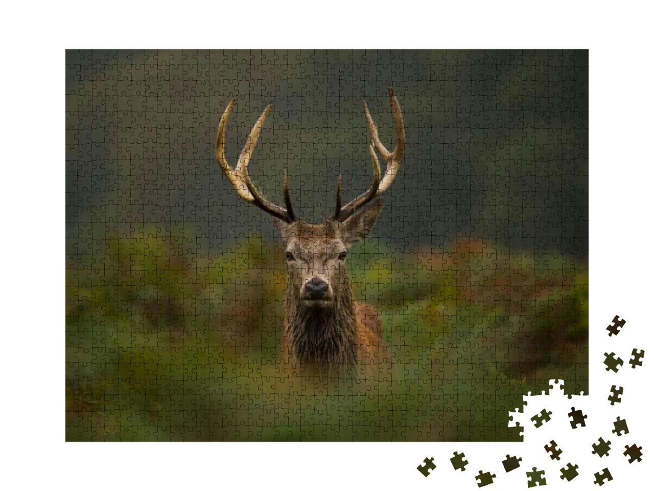 A Young Red Deer Stag... Jigsaw Puzzle with 1000 pieces