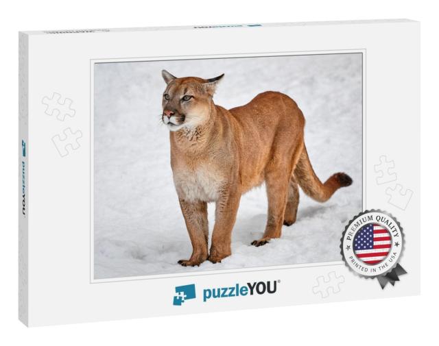 Puma in the Woods, Single Cat on Snow, Wildlife America... Jigsaw Puzzle