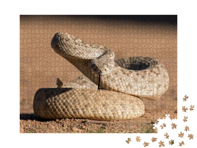 Young Diamondback Rattlesnake... Jigsaw Puzzle with 1000 pieces