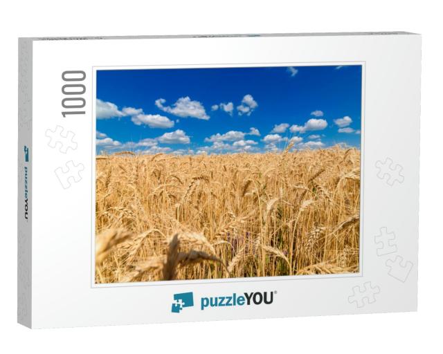 Golden Wheat in the Field in Sunlight with Blue Sky & Clo... Jigsaw Puzzle with 1000 pieces