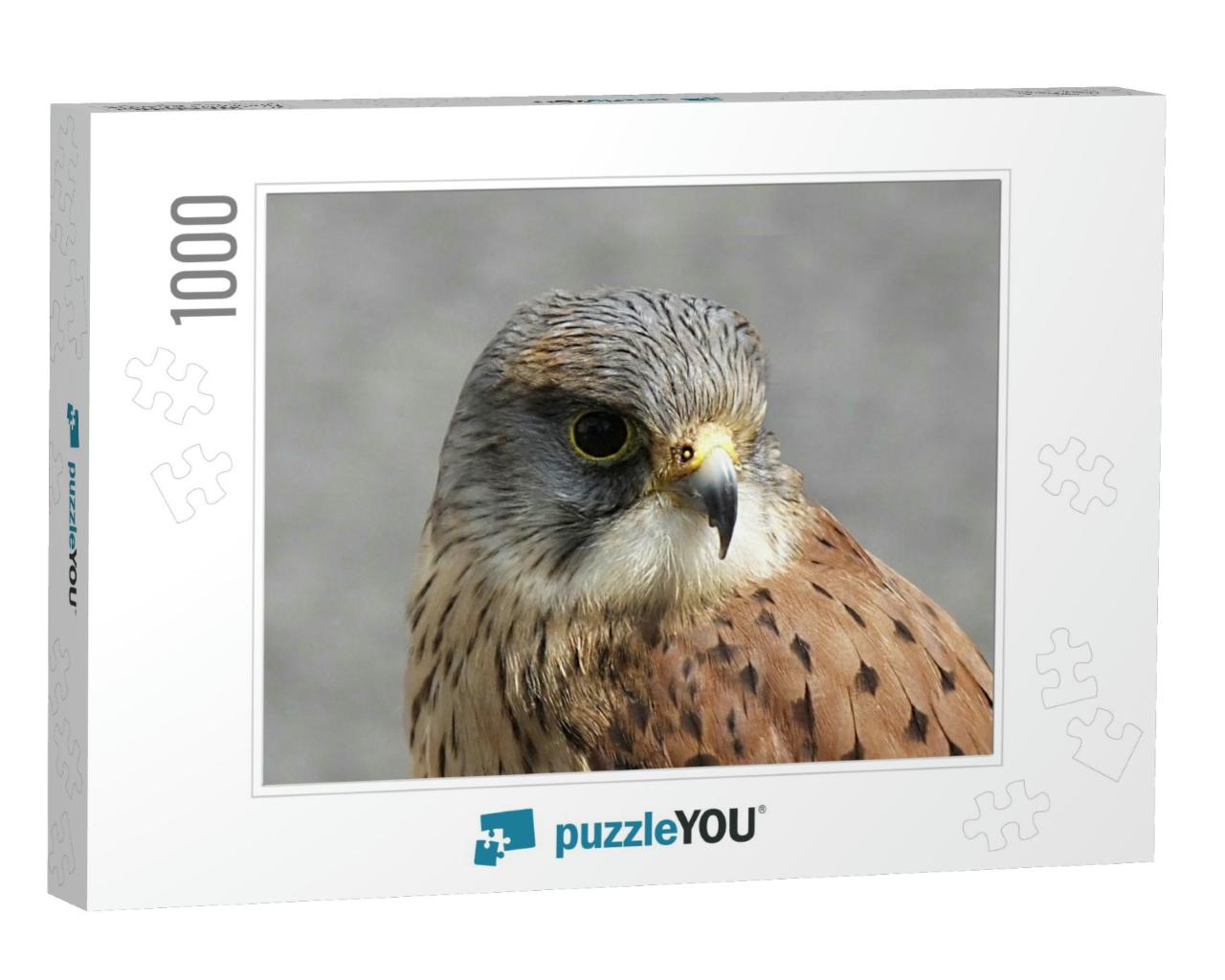 Kestrel Falcon At Game Fair Co Antrim Northern Ireland... Jigsaw Puzzle with 1000 pieces